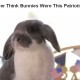 Patriotic Bunnies?
