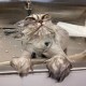 20 x Grumpy Cats