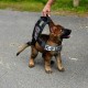 Cute Pup In Vest
